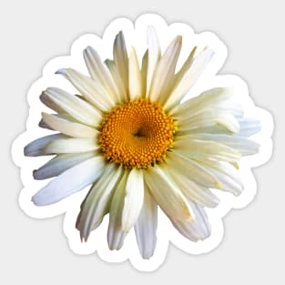 Daisies - Daisy Looking Up Sticker